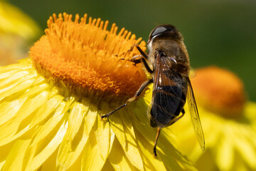 Biene auf Blüte 