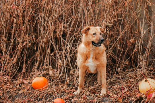 Dog walks among pumpkins in a field during autumn