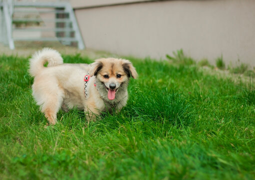 Dog plays in green grass in a backyard on a sunny day
