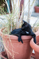 Black cat in pot
