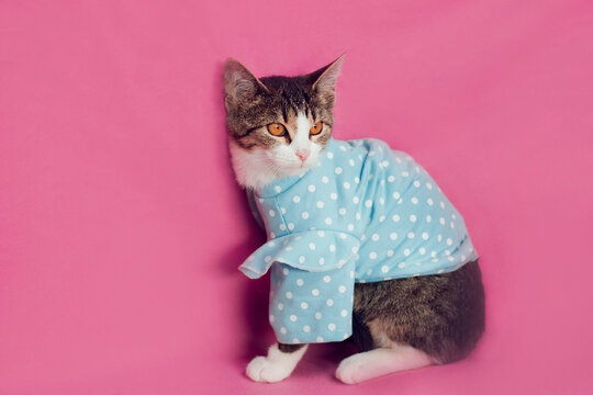 Cute cat in blue polka dot shirt sitting against pink background