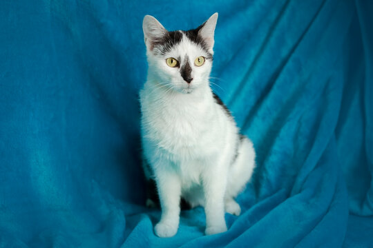 Cat sitting on a blue background looking towards the camera in a simple indoor setting