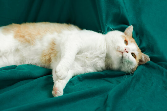 Cat lying on a green blanket, looking relaxed while resting in a cozy indoor setting