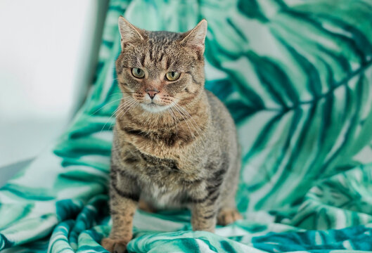 Cat sitting on green leaf patterned fabric in indoor setting during daytime