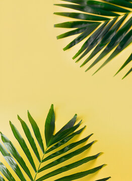 palm tree leaves with yellow background © amirax545