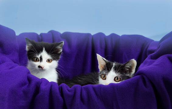 Two kittens sitting together in a purple blanket indoors during daylight hours