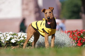 Funny Irish Terrier puppy posing outdoors in a yellow and black bee costume standing on a green grass in summer