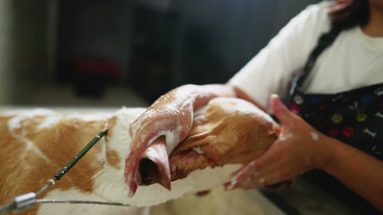 Washing Beagle Dog at local Pet Shop service. Close-up Canine Grooming Care