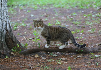 A gray striped cat stands on the root of a tree