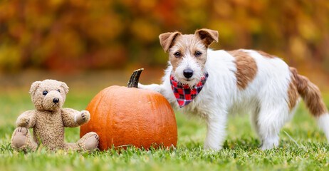 Funny pet dog puppy with a pumpkin and a toy bear in autumn. Halloween, happy thanksgiving day or fall banner.