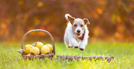Funny happy pet dog jumping, running next to apples in autumn. Thanksgiving day or fall banner, background.