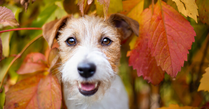 Happy cute pet dog smiling in the autumn leaves. Fall banner, background.