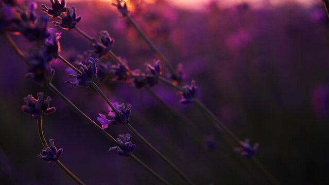 Blooming lavender field sunset. Selective focus. Lavender flower spring background with beautiful purple colors and bokeh lights. Provence, France. Close up.