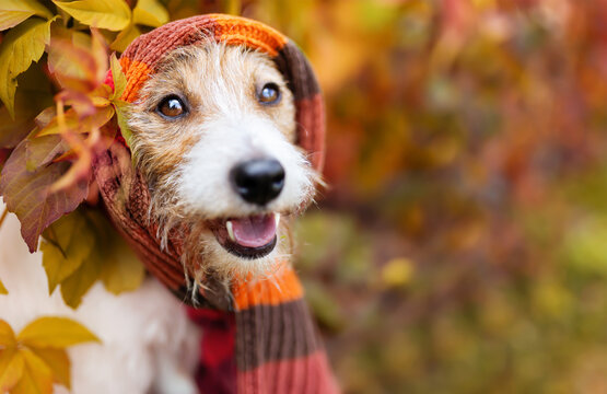 Cute funny smiling pet dog wearing warm scarf. Cold autumn, fall, winter, flu or animal clothing background.