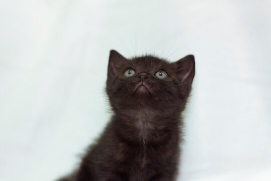 Black kitten looks up with curiosity indoors against a white background