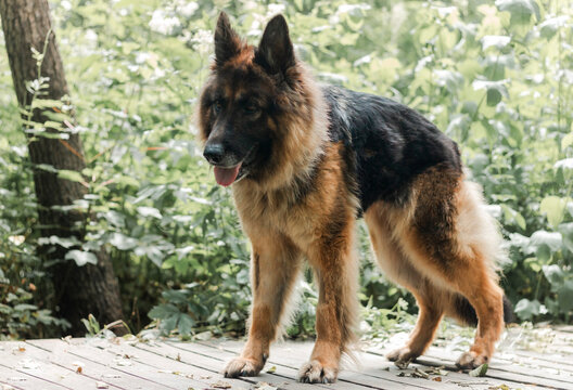 Dog standing on wooden deck in the garden during daylight