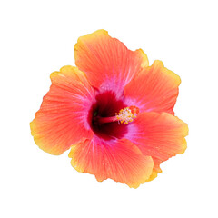 Captivating Focus: The focus on one large hibiscus flower's petals up close is truly captivating. © Oleksii