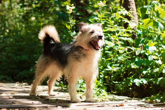 Dog stands on a path in a green forest and opens its mouth wide during a sunny day