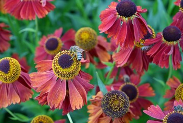Honeybee sitting on a pink and yellow Sneezeweed (Helenium Autumnale)
