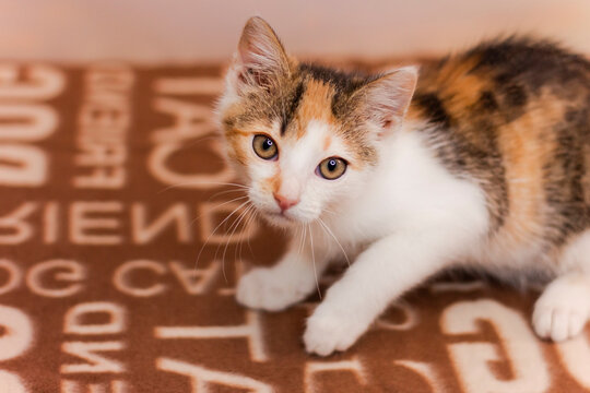 Kitten rests on a blanket while looking curiously at the camera in a home setting