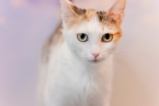 Pet cat looks directly at the camera in a softly lit room with abstract background