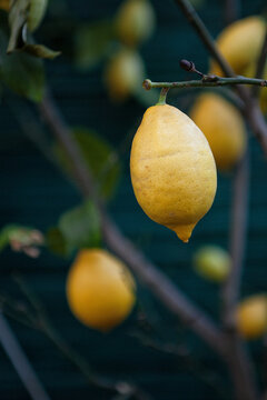 Close up of lemon hanging from branch