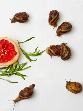 Snails and sliced blood orange on white background