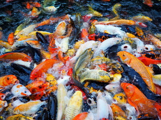 Koi fish hungry opening its mouth to suck food on water. Many Fancy Carps Fish Swim in Pond. Colored varieties of Amur carp have colors of scales such as orange, gold, yellow, black and white. 

