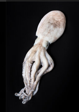 Raw squid on black background
