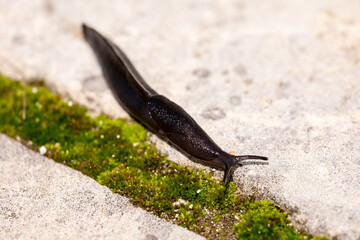 Slug