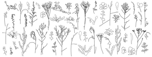 Set of weeds, wild plants in field and forest for architecture and landscape design, contour. Vector illustration
