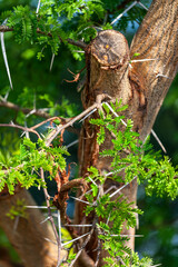 Picture of some trees in nature