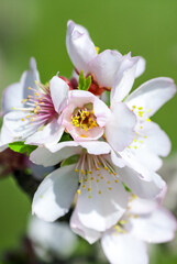 Fototapeta na wymiar Closeup of colorful flower