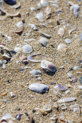 Shells in sand