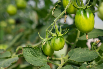A lot of green tomatoes on a bush in a greenhouse. Tomato plants in greenhouse. Green tomatoes plantation. Organic farming, young tomato plants growth in greenhouse.