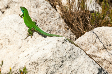 Green lizard on rock