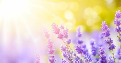 Sunny summer nature background lavender flowers with sunlight and bokeh