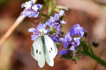 White butterfly on purple flowers