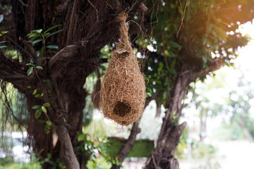 The old sparrow's nest is used to decorate the trees to make the place shady and natural. Soft and selective focus.