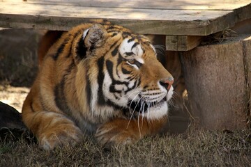 Close-up head side view of a Bengal tiger ( Panthera tigris) resting under wooden pieces
