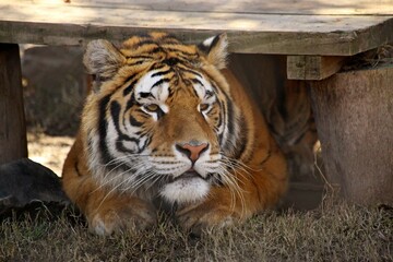 Frontal close up of bengal tiger head lying down at rest