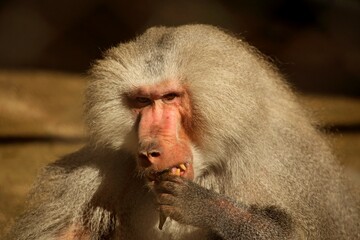 Baboon face in close up. Rosy face, whte hair with gray stripes