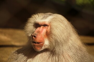 Close up of baboon ehad in day sun light
