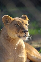 Lioness sitting  rsting on ground in day sun light