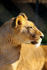 Close up of a lioness head in day sunny light