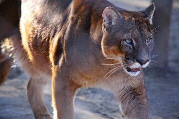 Close up of  Puma (puma concolor) head walking on ground on sunny day