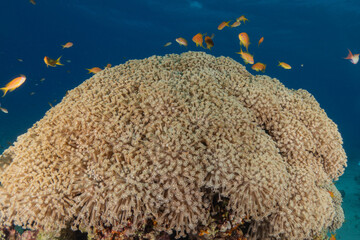 Coral reef and water plants in the Red Sea, Eilat Israel
