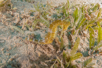 Sea ​​horse in the Red Sea Colorful and beautiful, Eilat Israel
