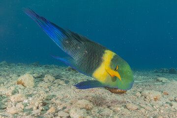 Fish swimming in the Red Sea, colorful fish, Eilat Israel
