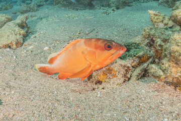 Fish swimming in the Red Sea, colorful fish, Eilat Israel
